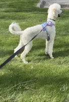 Myla, a female Poodle - Standard  for sale in Flint, MI – 2 of 7