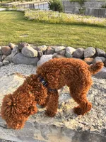 Blake , a male Miniature Goldendoodle for sale in Flint, MI – 10 of 10
