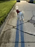 Myla, a female Poodle - Standard  for sale in Flint, MI – 5 of 7
