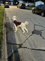 Myla, a female Poodle - Standard  for sale in Flint, MI – 4 of 7