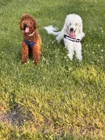 Blake , a male Miniature Goldendoodle for sale in Flint, MI – 3 of 10