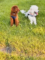 Myla, a female Poodle - Standard  for sale in Flint, MI – 6 of 7