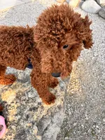 Blake , a male Miniature Goldendoodle for sale in Flint, MI – 7 of 10