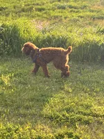 Blake , a male Miniature Goldendoodle for sale in Flint, MI – 5 of 10