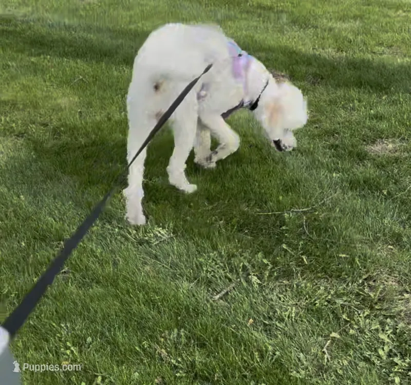 Myla – Poodle - Standard  puppy for sale in Flint, MI