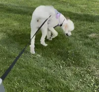 Myla, a female Poodle - Standard  for sale in Flint, MI – 1 of 7