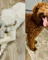 Blake , a male Miniature Goldendoodle for sale in Flint, MI – 2 of 10