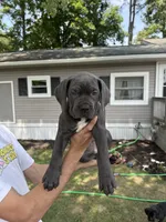Chop, a female Cane Corso for sale in Millsboro, DE – 2 of 2