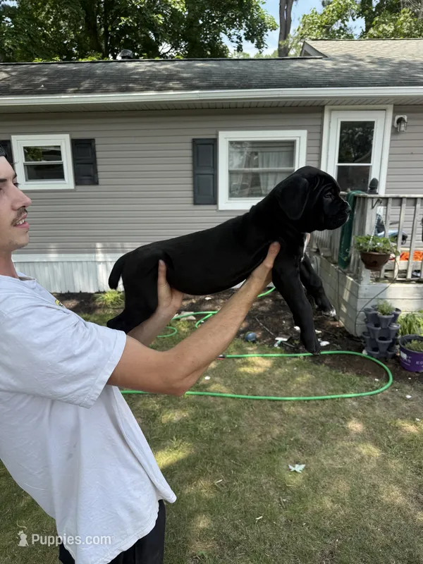 Klash – Cane Corso puppy for sale in Millsboro, DE