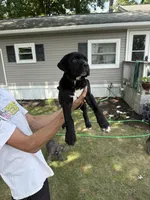 Klash, a female Cane Corso for sale in Millsboro, DE – 2 of 2