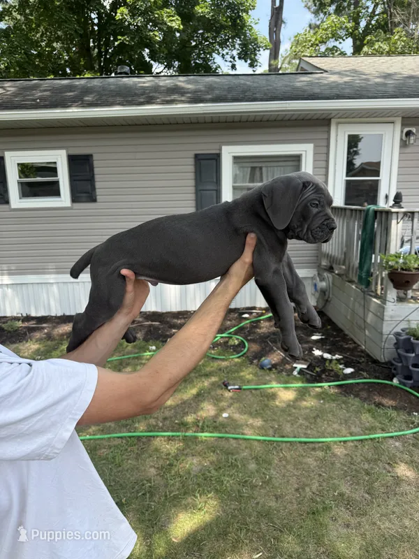 Chop – Cane Corso puppy for sale in Millsboro, DE