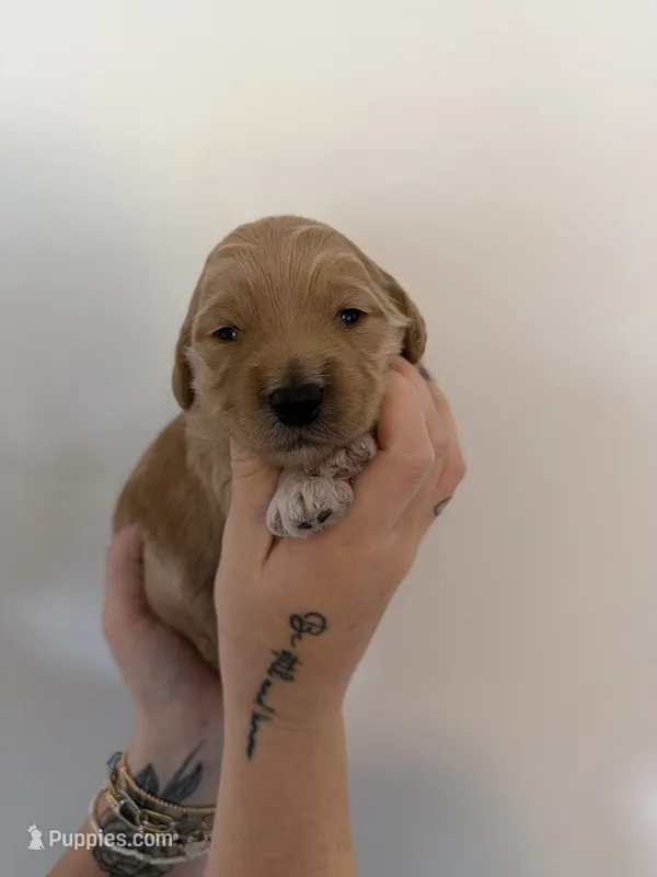 Biscuit – Goldendoodle puppy for sale in Snow Hill, NC