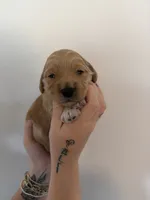 Biscuit, a male Goldendoodle for sale in Snow Hill, NC – 1 of 3