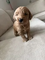 Maple, a female Goldendoodle for sale in Snow Hill, NC – 2 of 3