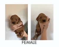 Maple, a female Goldendoodle for sale in Snow Hill, NC – 1 of 3