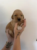 Biscuit, a male Goldendoodle for sale in Snow Hill, NC – 3 of 3