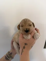 Sugar, a female Goldendoodle for sale in Snow Hill, NC – 2 of 4