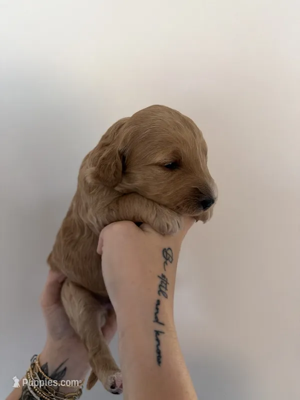 Hazelnut – Goldendoodle puppy for sale in Snow Hill, NC