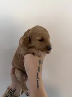 Hazelnut, a female Goldendoodle for sale in Snow Hill, NC – 1 of 3