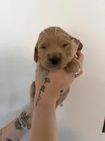 Honey, a female Goldendoodle for sale in Snow Hill, NC – 2 of 2