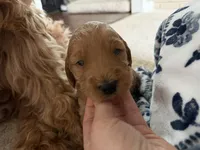 Maple, a female Goldendoodle for sale in Snow Hill, NC – 3 of 3