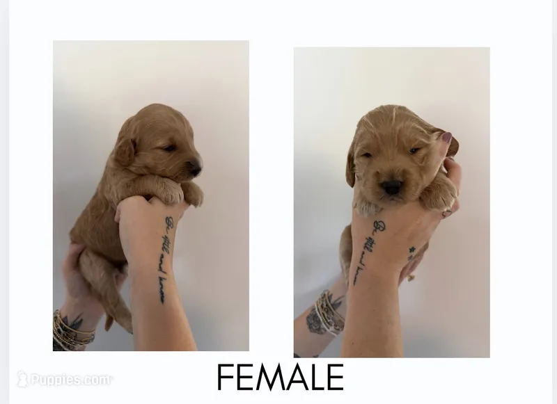 Honey – Goldendoodle puppy for sale in Snow Hill, NC