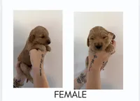 Honey, a female Goldendoodle for sale in Snow Hill, NC – 1 of 2