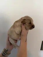 Sugar, a female Goldendoodle for sale in Snow Hill, NC – 4 of 4