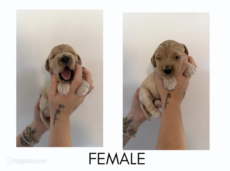 Sugar – Goldendoodle puppy for sale in Snow Hill, NC