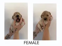 Sugar, a female Goldendoodle for sale in Snow Hill, NC – 1 of 4