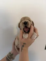 Sugar, a female Goldendoodle for sale in Snow Hill, NC – 3 of 4