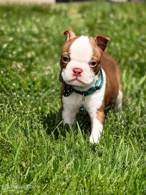 Max  – Boston Terrier puppy for sale in Wichita, KS