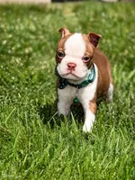 Max , a male Boston Terrier for sale in Wichita, KS – 1 of 10