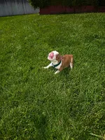 Max , a male Boston Terrier for sale in Wichita, KS – 9 of 10