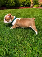 Max , a male Boston Terrier for sale in Wichita, KS – 5 of 10