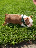 Max , a male Boston Terrier for sale in Wichita, KS – 3 of 10