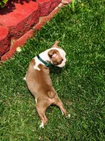 Max , a male Boston Terrier for sale in Wichita, KS – 4 of 10