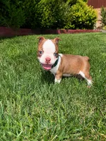 Max , a male Boston Terrier for sale in Wichita, KS – 8 of 10