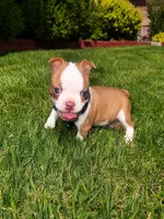 Max , a male Boston Terrier for sale in Wichita, KS – 7 of 10