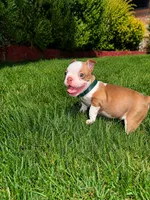 Max , a male Boston Terrier for sale in Wichita, KS – 2 of 10