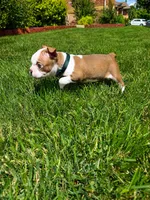 Max , a male Boston Terrier for sale in Wichita, KS – 6 of 10