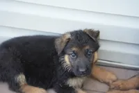 Bluey , a male German Shepherd Dog for sale in Jonestown, PA – 3 of 4