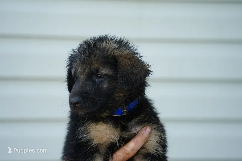Bluey  – German Shepherd Dog puppy for sale in Jonestown, PA