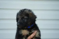 Bluey , a male German Shepherd Dog for sale in Jonestown, PA – 1 of 4