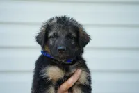 Bluey , a male German Shepherd Dog for sale in Jonestown, PA – 4 of 4