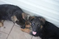 Bluey , a male German Shepherd Dog for sale in Jonestown, PA – 2 of 4
