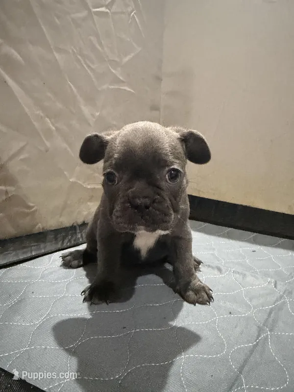 Misty – French Bulldog puppy for sale in Phoenix, AZ