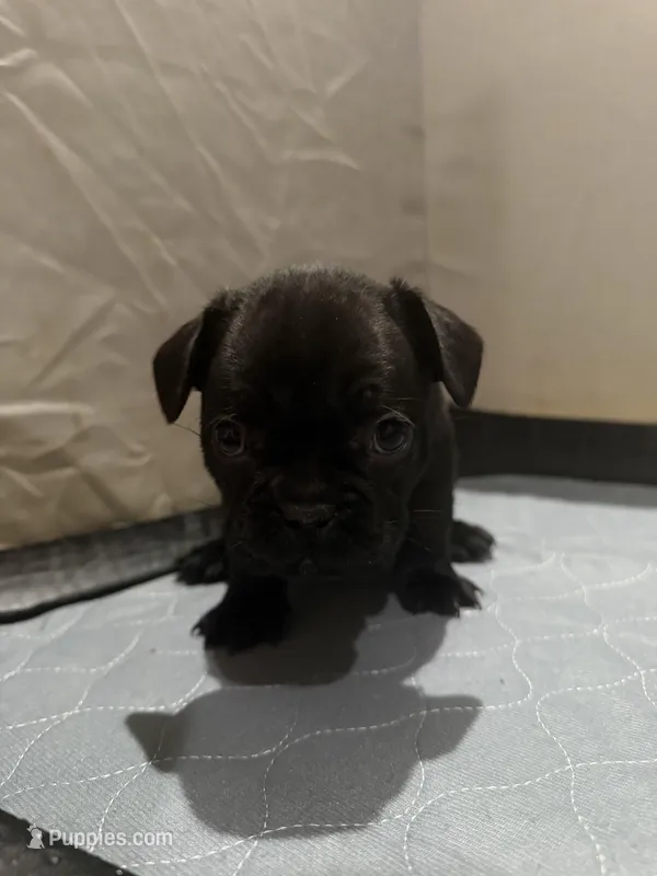 Julian – French Bulldog puppy for sale in Phoenix, AZ