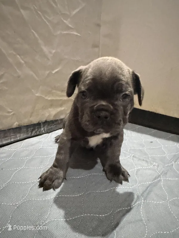 Trooper – French Bulldog puppy for sale in Phoenix, AZ