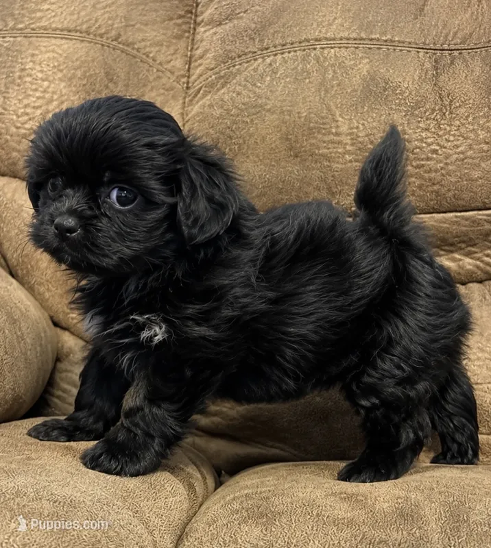 Male Malshi 1 – Mal Shi puppy for sale in DeRidder, LA